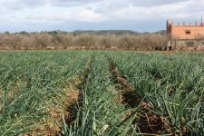 calçots