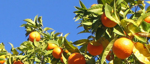 naranjas