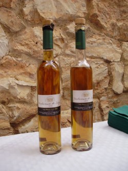 malvasia